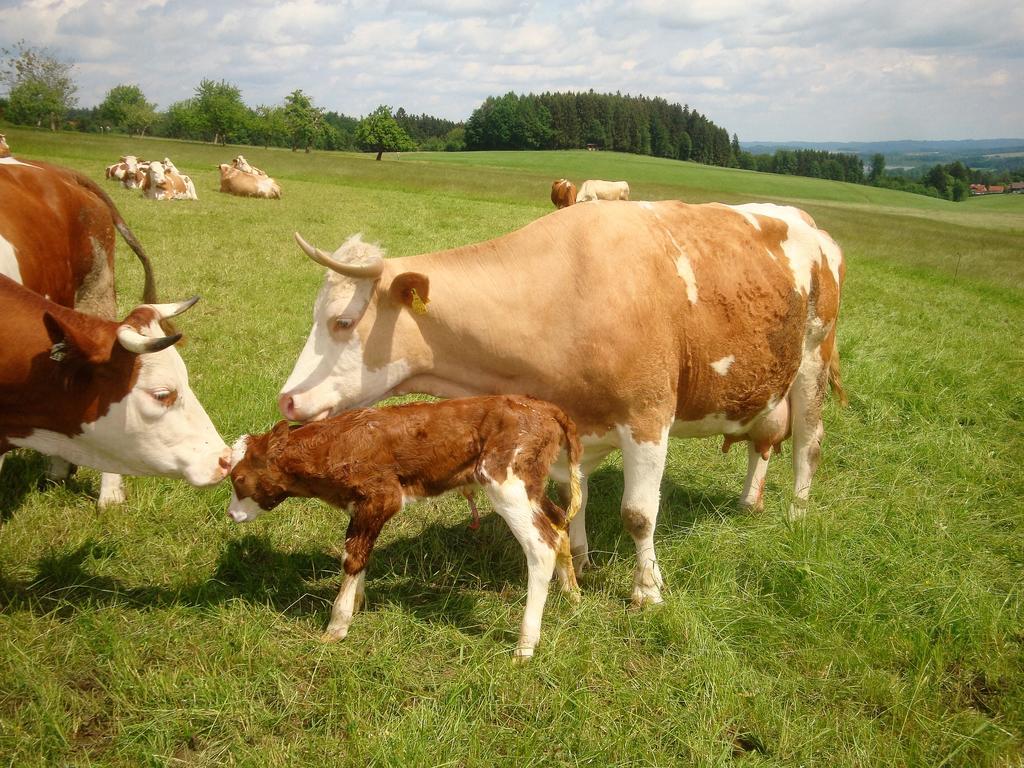 Baby- Und Kinderhof Aicherbauer Seeham Zewnętrze zdjęcie