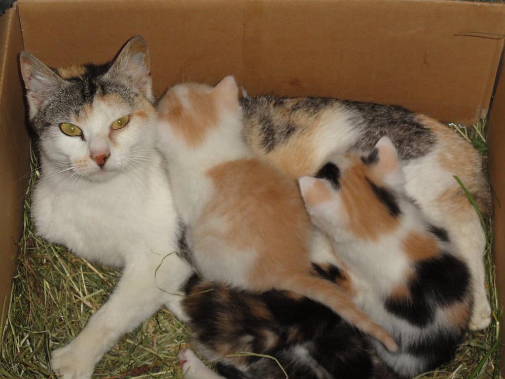 Baby- Und Kinderhof Aicherbauer Seeham Zewnętrze zdjęcie
