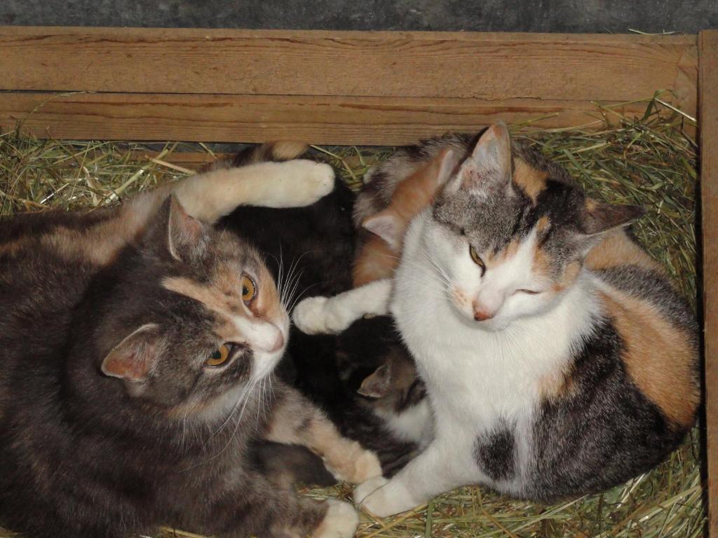 Baby- Und Kinderhof Aicherbauer Seeham Zewnętrze zdjęcie