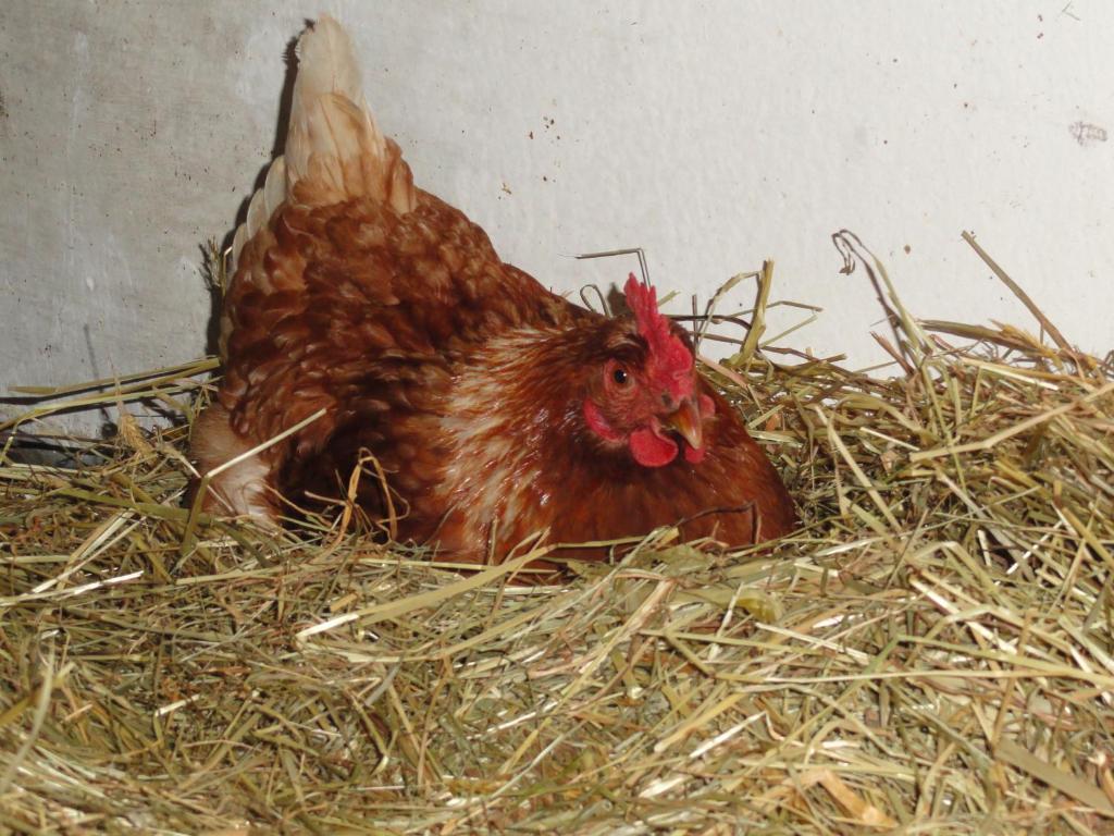 Baby- Und Kinderhof Aicherbauer Seeham Zewnętrze zdjęcie
