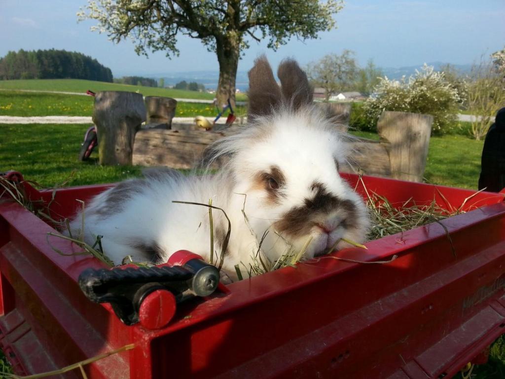 Baby- Und Kinderhof Aicherbauer Seeham Zewnętrze zdjęcie
